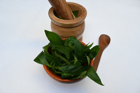 Making Herbal Medicine of Andrographis paniculata leaves. Its other name 
creatÂ orÂ green...
