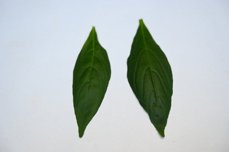 Andrographis paniculata leaves. Its other name 
creatÂ orÂ green chireta. Its has been...