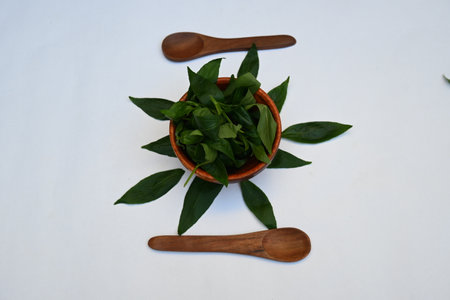 Andrographis paniculata leaves in wooden bowl. Its other name 
creatÂ orÂ green chireta. Its has been traditionally used to treat infectionsÂ and some diseases.の写真素材