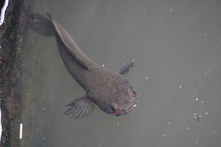 Snakehead or Channa orientalis Fish inside the water. 
ChannaÂ is aÂ genusÂ of...