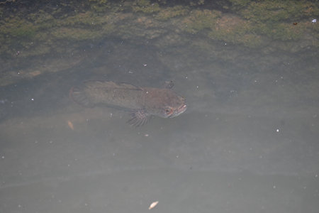 Snakehead or Channa orientalis Fish inside the water. 
ChannaÂ is aÂ genusÂ of...