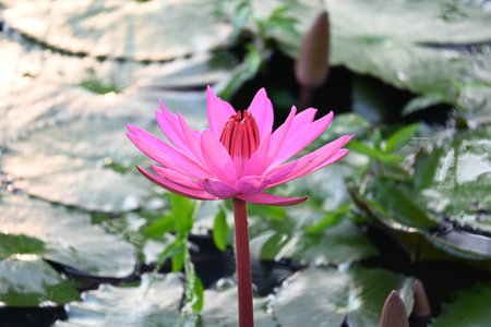 Water Lily in pond water. Its other names Nymphaeaceae and water lilies. Water lilies areÂ rootedÂ inÂ soilÂ in bodies of water, withÂ leavesÂ andÂ flowersÂ floating on water surface.の写真素材