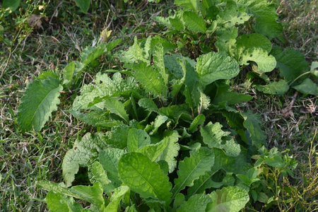 Primula veris plant. Its other namesÂ cowslip,Â common cowslip and Â cowslip primrose. This is aÂ herbaceous perennialÂ flowering plantÂ in theÂ primroseÂ familyÂ Primulaceae.の写真素材