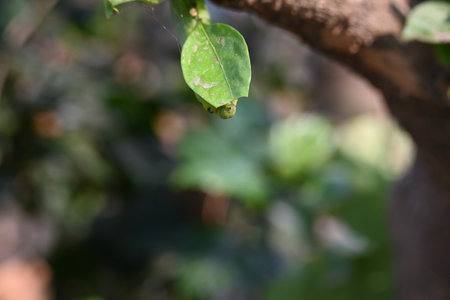 Green Caterpillars. worm caterpillars on plant. Due to its green colour it can be easily hidden in...
