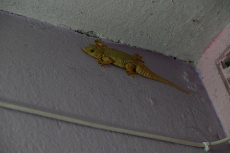Pacific house gecko on the wall in night. Its other names Asian house gecko,Â wall gecko,Â house lizard,Â tiktiki,Â chipkali,Â moon lizard and common house gecko.の写真素材