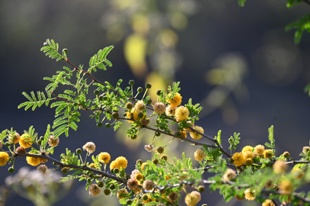 Vachellia nilotica flowers. Its other names gum arabic tree,Â babul, thorn mimosa, Egyptian acacia and thorny acacia. This is a tree in the familyÂ Fabaceae. Yellow Wildflower.の写真素材