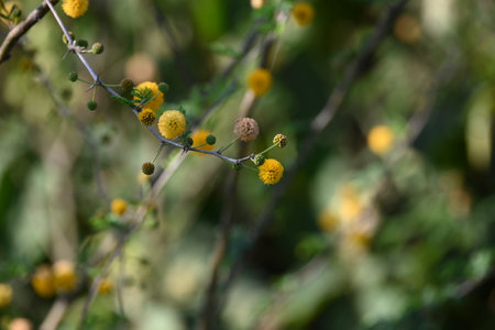 Vachellia nilotica flowers. Its other names gum arabic tree,Â babul, thorn mimosa, Egyptian acacia...