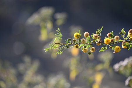 Vachellia nilotica flowers. Its other names gum arabic tree,Â babul, thorn mimosa, Egyptian acacia and thorny acacia. This is a tree in the familyÂ Fabaceae. Yellow Wildflower.の写真素材