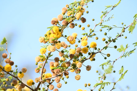 Vachellia nilotica flowers. Its other names gum arabic tree, babul, thorn mimosa, Egyptian acacia and thorny acacia. This is a tree in the family Fabaceae.の写真素材