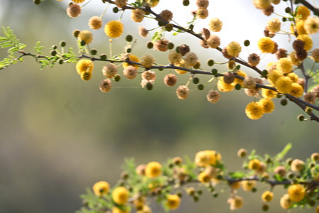 Vachellia nilotica flowers. Its other names gum arabic tree,Â babul, thorn mimosa, Egyptian acacia and thorny acacia. This is a tree in the familyÂ Fabaceae. Yellow Wildflower.の写真素材