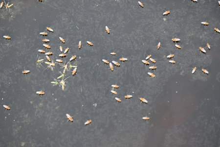 Ephydridae or shore flies. This is a family of insects in the order Diptera. It is tiny flies that can be found near seashores or at smaller inland waters, such as ponds. Brine flyの写真素材