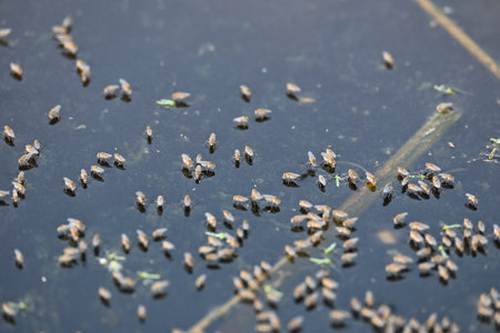 Ephydridae or shore flies. This is a family of insects in the order Diptera. It is tiny flies that can be found near seashores or at smaller inland waters, such as ponds. Brine flyの写真素材