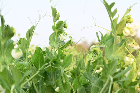 Pea plant in vegetable garden. The peaÂ is small spherical seedÂ or the seed pod of the podÂ fruitÂ  pisum sativum. Each pod contains several peas, which can be green or yellow.の写真素材