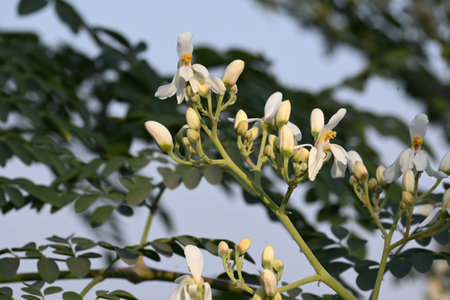 Moringa tree flowers. This is a Moringaceae family tree. Its other names Â moringa, drumstick tree, horseradish, andÂ ben oilÂ tree andÂ benzolive. Vegetable is made from this flower.の写真素材