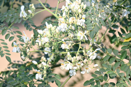 Moringa tree flowers. This is a Moringaceae family tree. Its other names Â moringa, drumstick tree, horseradish, andÂ ben oilÂ tree andÂ benzolive. Vegetable is made from this flower.の写真素材