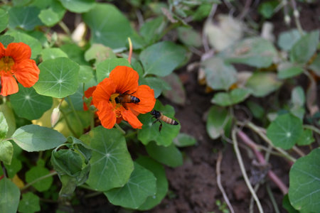 Honey bee collecting pollen from flower. A close up of a bright orange nasturtium flower with a bee...