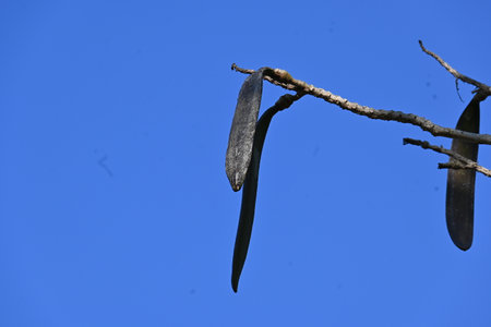 Oroxylum indicum tree fruits. Its other names trumpet tree, oroxylum, Indian trumpet tree, broken...