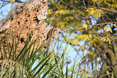Squirrels sitting on dried tree. It is a members of theÂ familyÂ Sciuridae. A family that small or medium sizedÂ rodents. squirrel family includesÂ tree squirrels,Â ground squirrels.の写真素材