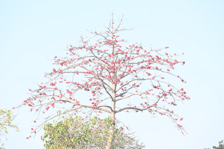 Bombax ceiba tree flower. Its common names Â cotton tree, Malabar silk cotton tree, red silk...