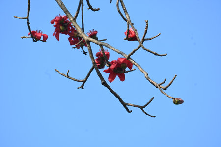 Bombax ceiba tree flower. Its common names Â cotton tree, Malabar silk cotton tree, red silk cotton, red cotton tree,Â silk cotton tree andÂ kapok.の写真素材