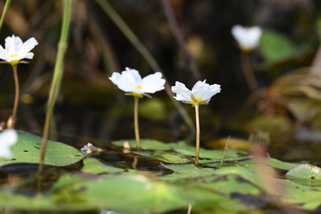 Nymphoides aquatica or banana lily. It Â is an aquatic plant in theÂ Menyanthaceae. This is common names waterÂ banana plant, banana lily,Â and theÂ big floatingheart.の写真素材