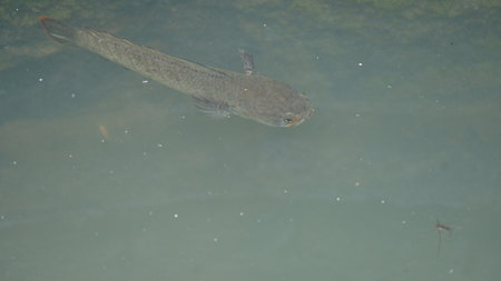 Snakehead or Channa orientalis Fish inside the water. 
ChannaÂ is aÂ genusÂ of...