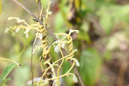 Cuscuta or Dodder flower. It is a genus of over species of yellow, orange or red parasitic plants. Its identified by its thin stems appearing leafless.の写真素材