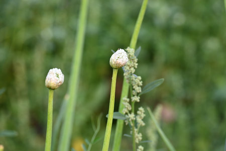 Onion flower in blurry background. Its common namesÂ bulb onionÂ and common onion. This is a...