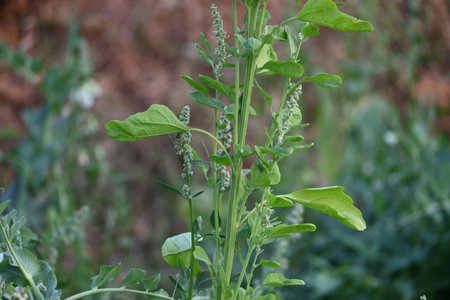 Chenopodium album plants. It Â is a fast growingÂ weedyÂ annual plantÂ in the...