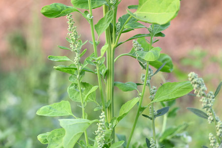 Chenopodium album plants. It Â is a fast growingÂ weedyÂ annual plantÂ in the...