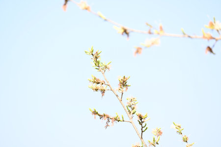 Alangium salvifolium or sage leaved alangium tree flowers. It is a flowering plant in the Cornaceae family. Wild white flower in nature background.の写真素材