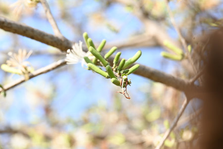 Alangium salvifolium or sage leaved alangium tree flowers. It is is a flowering plant in theÂ CornaceaeÂ family. Wild white flower in nature background.の写真素材