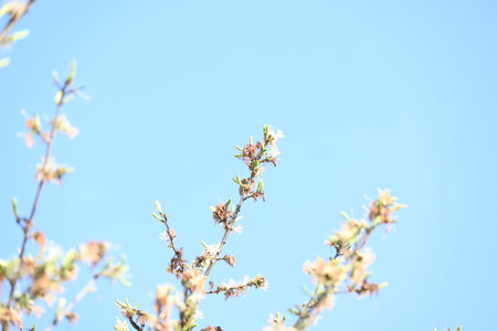 Alangium salvifolium or sage leaved alangium tree flowers. It is is a flowering plant in...