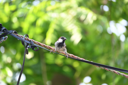 House sparrow. Its other name Passer domesticus and Indian House sparrow. This is aÂ birdÂ of theÂ sparrowÂ family Passeridae, found in most parts of the world.の写真素材