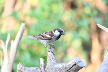 House sparrow. Its other name Passer domesticus and Indian House sparrow. This is aÂ birdÂ of theÂ sparrowÂ family Passeridae, found in most parts of the world.の写真素材