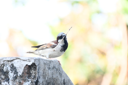 House sparrow. Its other name Passer domesticus and Indian House sparrow. This is aÂ birdÂ of...