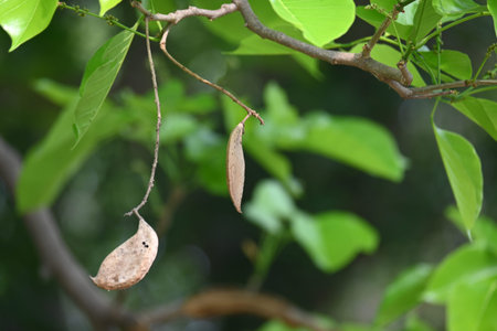 Leaves and pods of a tree in the forest, Thailand.