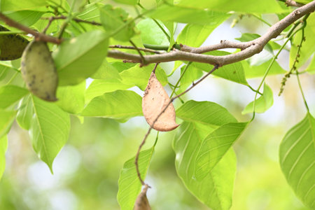 Millettia pinnata seed pod in tree. ItÂ is a species of tree in the pea family Fabaceae. Its other...