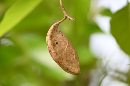 Millettia pinnata seed pod in tree. ItÂ is a species of tree in the pea family Fabaceae. Its other names  PongamiaÂ pinnata, Indian beechÂ andÂ Pongame oiltree.の写真素材