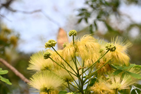 Tree flower. It's other names North Indian and shisham. This is a fast growing, hardy deciduous tree...