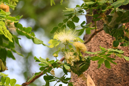 Tree flower. It's other names North Indian and shisham. This is a fast growing, hardy deciduous tree native to the Indian Subcontinent.の写真素材