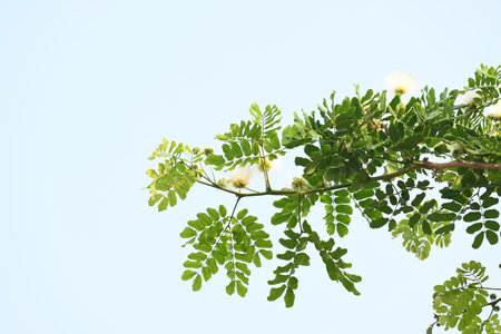 Dalbergia sissoo tree flower. It's other names North Indian rosewood and shisham. This is a fast growing, hardyÂ deciduousÂ rosewoodÂ tree native to the Indian Subcontinent.の写真素材