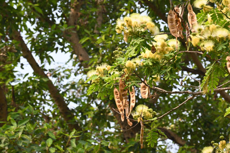 Tree flower. It's other names and . This is a fast growing, hardyÂ deciduousÂ tree native to the...