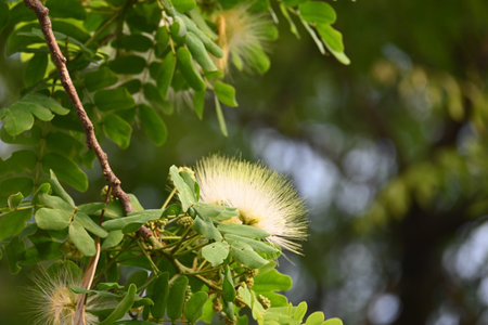 This is a fast growing, hardy deciduous tree native to the Indian Subcontinent.