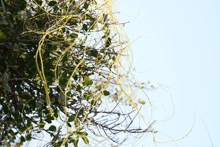 Cuscuta or Dodder plant. It is a genus species of yellow, orange,or red Â parasitic plants. Its...