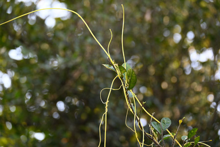 Cuscuta or Dodder plant. It is a genus species of yellow, orange,or red Â parasitic plants. Its...