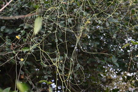 Cuscuta or Dodder plant. It is a genus species of yellow, orange,or red Â parasitic plants. Its...