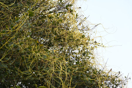 Cuscuta or Dodder plant. It is a genus species of yellow, orange,or red Â parasitic plants. Its...