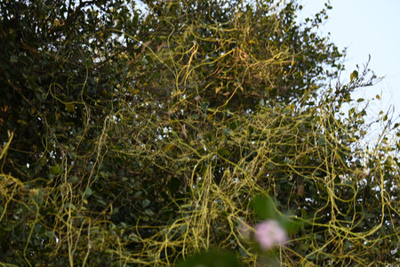 Cuscuta or Dodder plant. It is a genus species of yellow, orange,or red Â parasitic plants. Its...