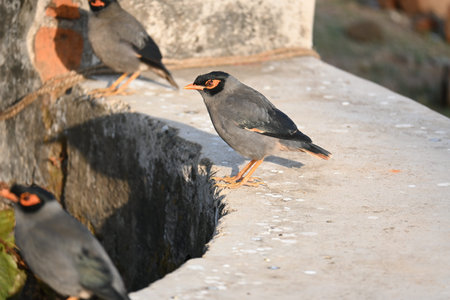 Indian Myna Birds. Its other names Common myna and mynah. This is  a bird of the starling family...